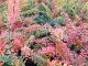 Grüne Hecken-Berberitze Berberis thunbergii, 60-100 cm groß im 3L Topf