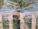 Grüne Hecken-Berberitze Berberis thunbergii, 60-100 cm groß im 3L Topf