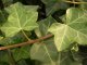 Hedera Helix/Efeu, gestäbt, 100-125 groß, im 1L Container