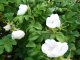 Weiße Heckenrose (Rosa rugosa alba) im C3 Container, 40-60 cm groß