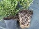 Heckenmyrthe Lonicera nitida Elegant im P9 Topf