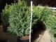 Buchsbaum (Buxus sempervirens) im Container, 50-60cm
