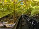 Esskastanie - Castanea sativa