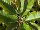 Esskastanie - Castanea sativa
