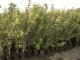 Feldahorn, Ahorn (Acer campestre) im Container, 50-80cm