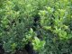 Ilex Heckenstar/Stechpalme im Container