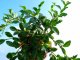 Kriechmispel radicans, Cotoneaster dammeri Radicans im P9 Topf Kriechmispel radicans, Cotoneaster dammeri Radicans im P9 Topf