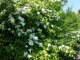 Weißdorn (Crataegus monogyna), 100-125 cm groß (3L Topf)