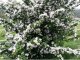Weißdorn (Crataegus monogyna), 125-150 cm groß (3L Topf)