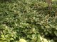 Pachysandra Terminalis (Dickmännchen, Schattengrün)