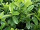 Kirschlorbeer Novita (Prunus laurocerasus) im 7,5L Container, 125-150cm