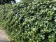 Hedera Helix/Efeu, gestäbt, 100-125 groß, im 1L Container