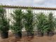 1 Meter Fertighecke+1J aus Einheimischer Eibe (Taxus baccata)