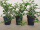 Spindelstrauch Kriechsp. Pfaffenhütchen Euonymus f. radicans