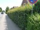 Acer campestre/Feldahorn, Wurzelware, 125 cm bis 150 cm