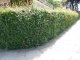 Acer campestre/Feldahorn, Wurzelware, 80 cm bis 125 cm