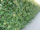 Acer campestre/Feldahorn, Wurzelware, 100 cm bis 125 cm