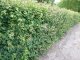 Acer campestre/Feldahorn, Wurzelware, 80 cm bis 100 cm
