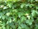 Acer campestre/Feldahorn, Wurzelware, 125 cm bis 150 cm
