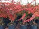 Grüne Hecken-Berberitze Berberis thunbergii, 60-100 cm groß im 3L Topf