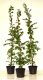 Hainbuche, Weißbuche (Carpinus betulus) im Container, 150-175cm