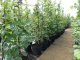 Hainbuche, Weißbuche (Carpinus betulus) im Container, 80-100cm