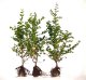 Ca. 65 m Naturhecke aus 250 Pflanzen - Freilandware, 50-80 cm groß