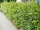 Hainbuche, Weißbuche (Carpinus betulus) im Container, 80-100cm