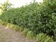 Kirschlorbeer Etna (Prunus lauroc. Etna) im Container, 100-125cm