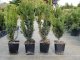 Taxus media hillii (männliche Bechereibe), 20-30 cm im 0,5L Topf