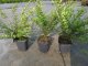 Heckenmyrthe Lonicera nitida Elegant im P9 Topf