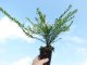 Heckenmyrthe Lonicera nitida Elegant im P9 Topf