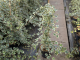 Weißbunter Efeu Glacier (Hedera helix), 60-80 cm gestäbt