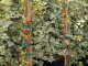 Weißbunter Efeu Glacier (Hedera helix), 60-80 cm gestäbt