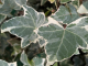 Weißbunter Efeu Glacier (Hedera helix), 20-40 cm, P9 Topf