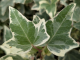 Weißbunter Efeu Glacier (Hedera helix), 60-80 cm gestäbt