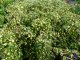 Goldefeu Goldheart - Hedera helix, 40-60 cm gestäbt