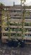 Goldefeu Goldheart - Hedera helix, 80-100 cm gestäbt