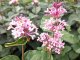 Herbstflieder Superba - Syringa microphylla, 60-80 cm
