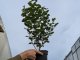 Herbstflieder Superba - Syringa microphylla, 60-80 cm