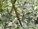 Stechpalme / Ilex Blue Angel