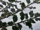 Stechpalme / Ilex Blue Angel