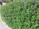 Ilex Heckenstar/Stechpalme im Container