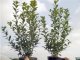 Ilex Heckenstar/Stechpalme im Container