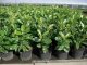 Kirschlorbeer Caucasica (Prunus laurocerasus) im Container, 20-40cm