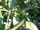 Kirschlorbeer Caucasica (Prunus laurocerasus) im Container, 100-125cm