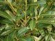 Kirschlorbeer Caucasica (Prunus laurocerasus) im 7,5L Container, 125-150cm