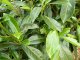 Kirschlorbeer Caucasica (Prunus laurocerasus) im Container, 20-40cm