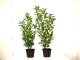 Kirschlorbeer Caucasica (Prunus laurocerasus) im Container, 40-60cm