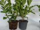 Kirschlorbeer Diana (Prunus laurocerasus Diana), 20-40cm, Container